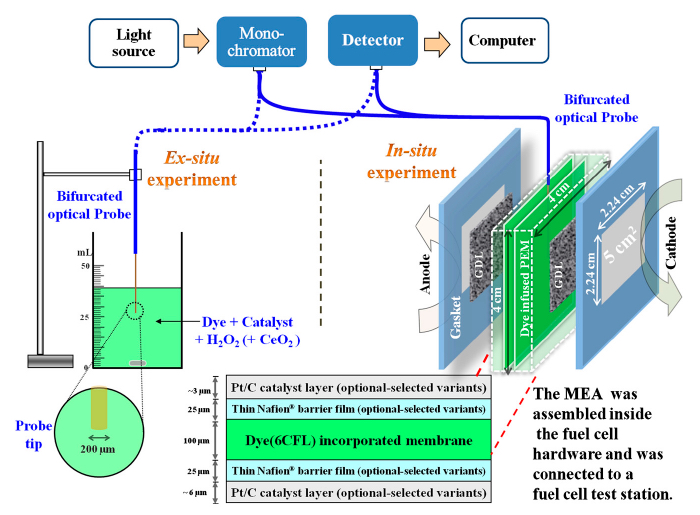 In-situ fluorescence method for monitoring reactive oxygen species in fuel cells