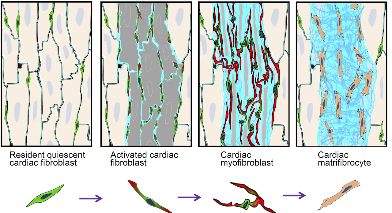 cardiac fibroblasts illustration