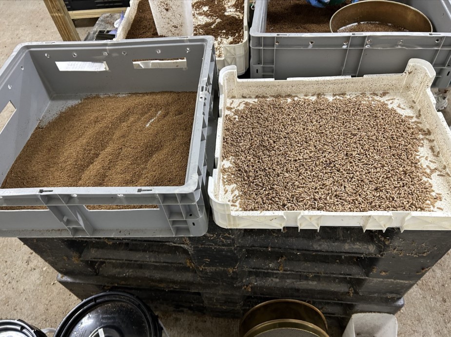 frass and larvae from insect project