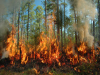 Prescribed fire at Camp Whispering Pines