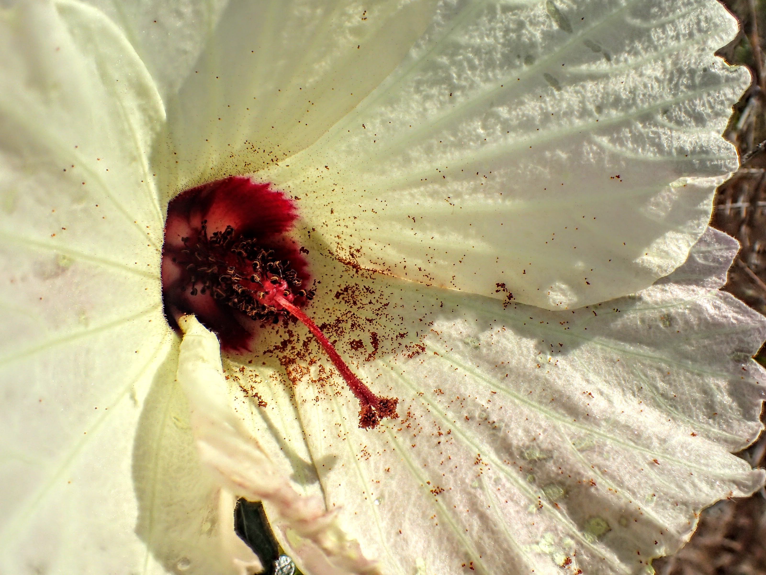Hibiscus aculeatus flower