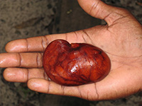 Seed of Mora excelsa