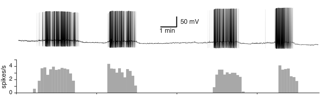 Electrophysiological recording of a vasopressin neuron