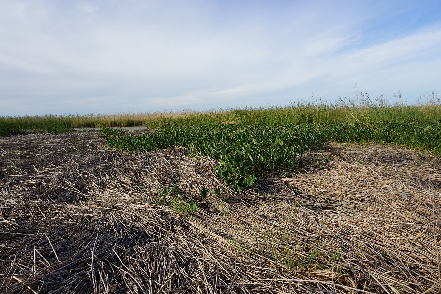 Roseau cane die-off in Mississippi River Delta