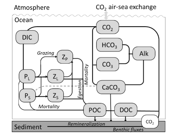 Ocean carbon cycling Model