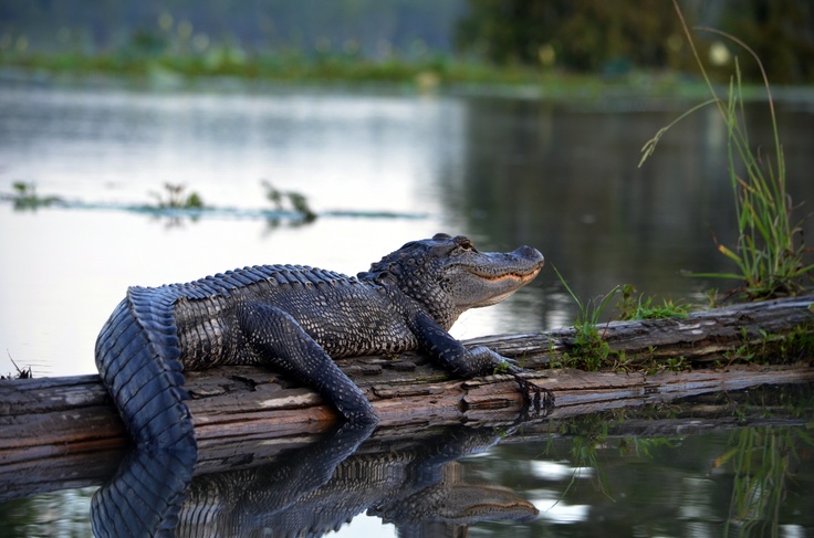 Alligator