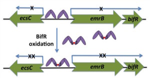 Gene regulation by BifR
