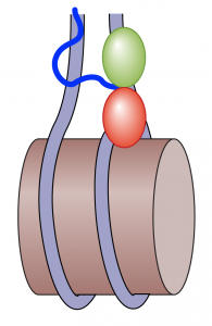 HMO1 binding nucleosome