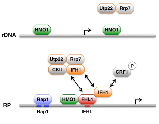 Role of CURI complex