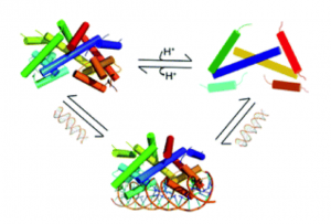 Disruption of HucR structure by pH