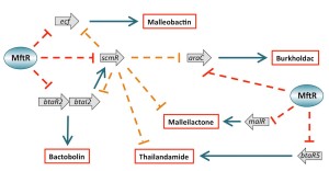 Gene regulation by MftR