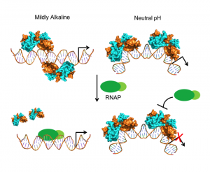 PecS binding DNA