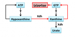 Abbreviated purine salvage