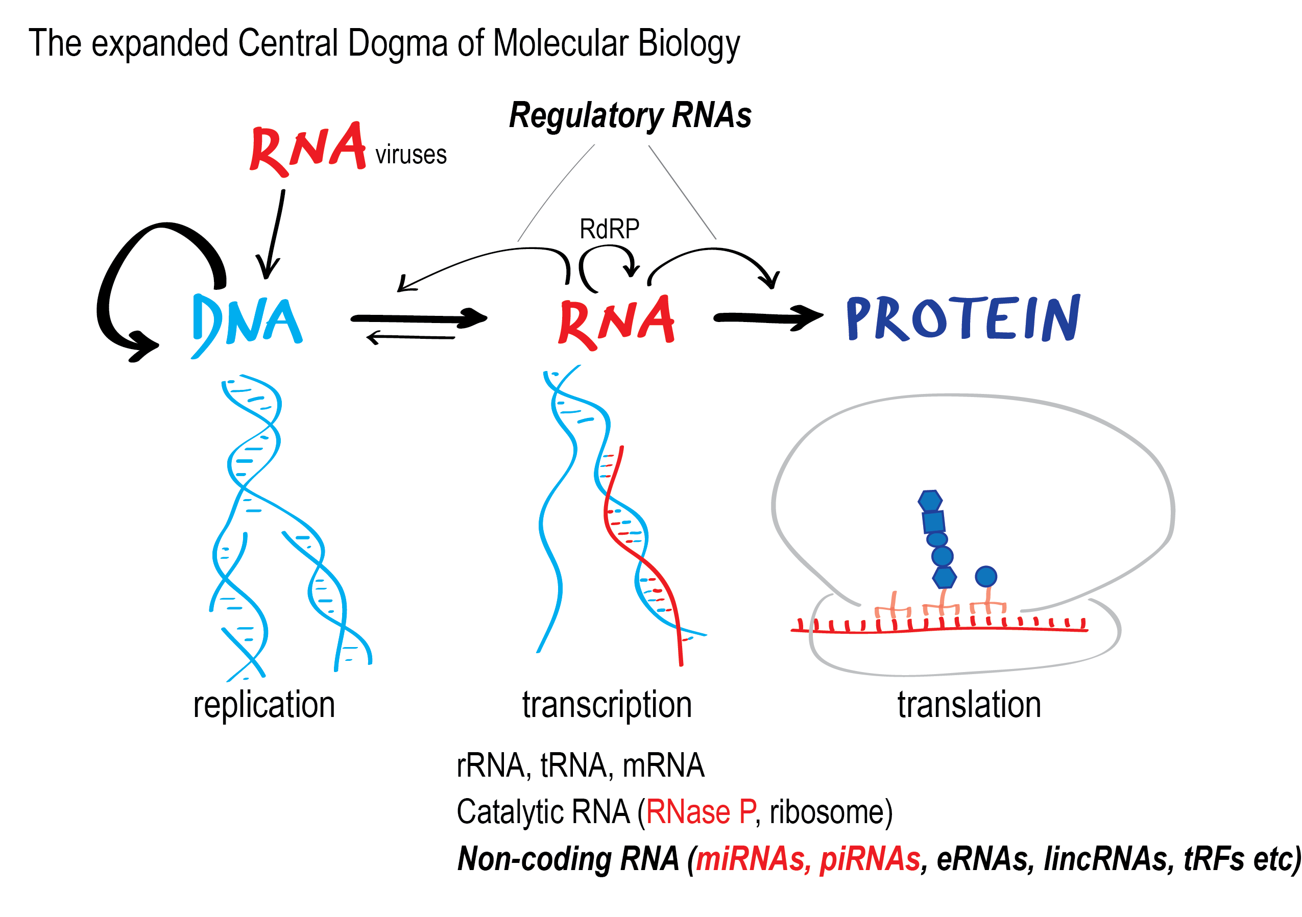 Research Vourekas Lab