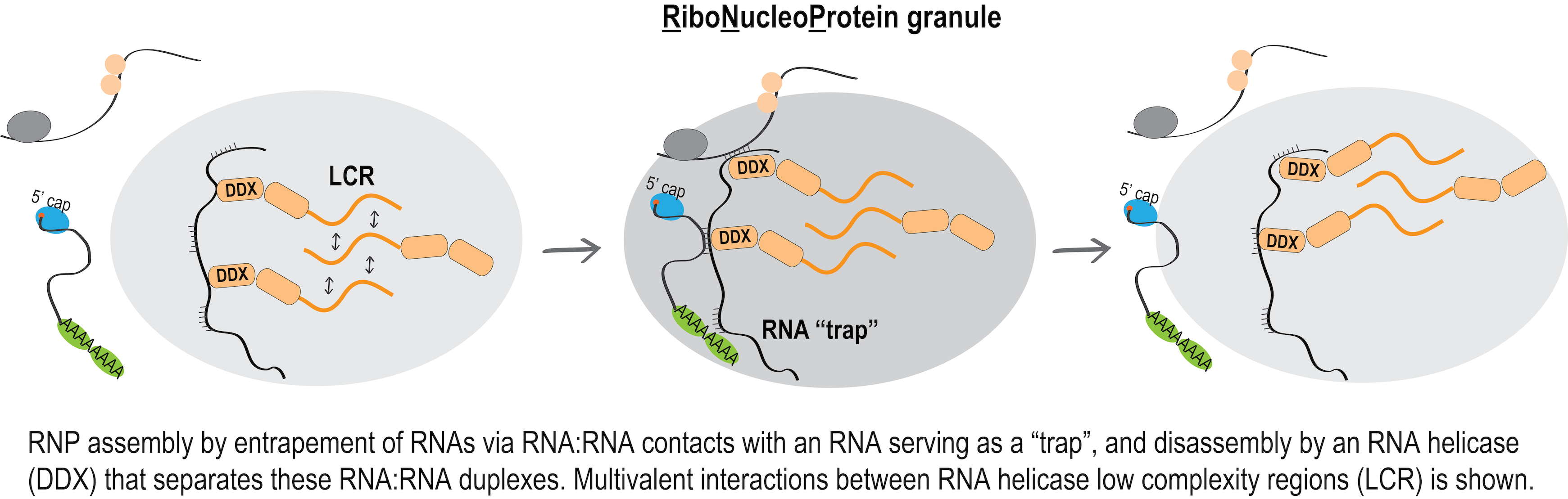 RNA adhesion hypothesis