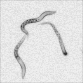 Microscopy image of c. elegans nematode worms