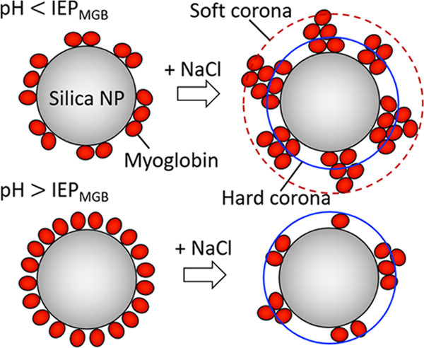 Myoglobin corona formation schematic