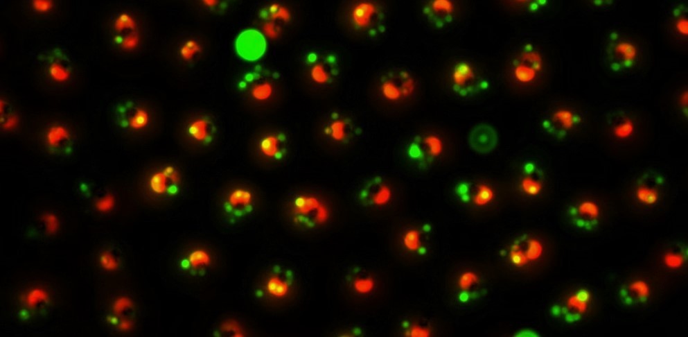 Low-symmetry supraparticles obtained by magnetic field-driven assembly