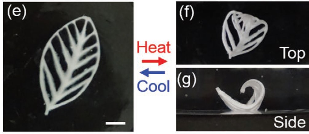 thermoresponsive leaf-like structure