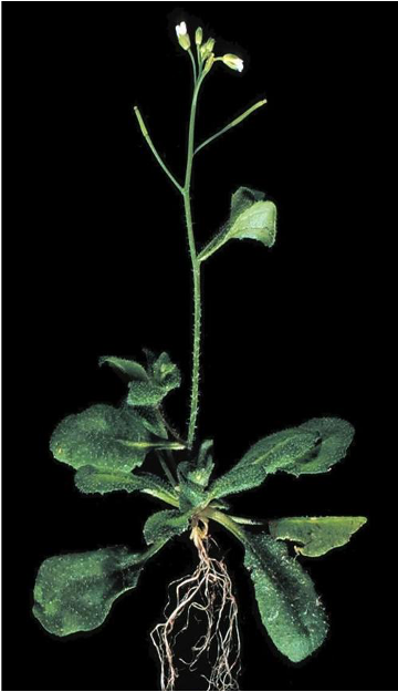 A single Arabidopsis thaliana plant