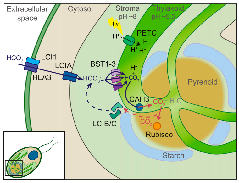 Model of the Chlamydomonas CCM depicting carbonic anhydrase enzymes and bicarbonate transporters within the cell.