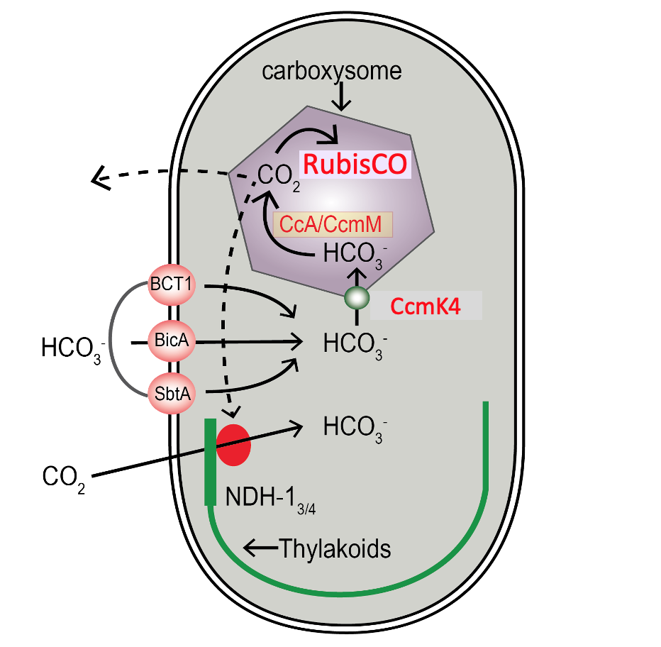 A model of the cyanobacterial CCM. Transporters bring bicarbonate into the cell and then into the carboxysome within the cell. In the carboxysome, a carbonic anhydrase enzyme converts the bicarbonate to carbon dioxide.