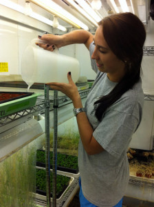 Photo of Emilie Saunee watering plants in the growth chamber