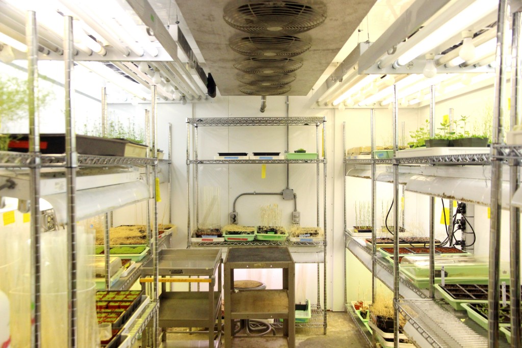 Growth chamber with shelves holding trays of growing plants