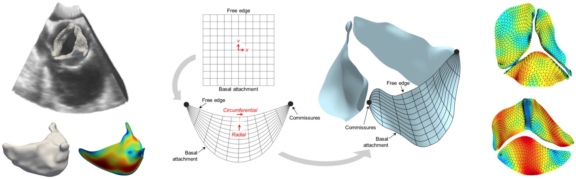 Aortic valve simulation