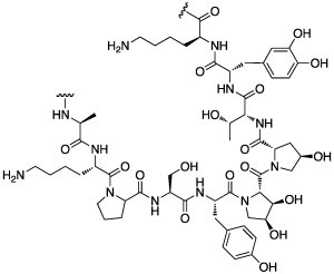 a repeating decapeptide unit of Mytilus edulis