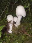 Photo of a Mushroom