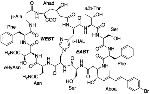 chemical structure of theonellamide C