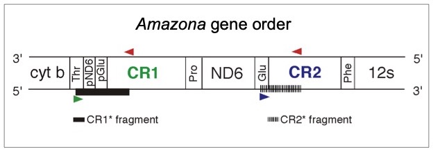 Diagram of the gene order surrounding the duplicate control regions in Amazona mitochondrial genomes.
