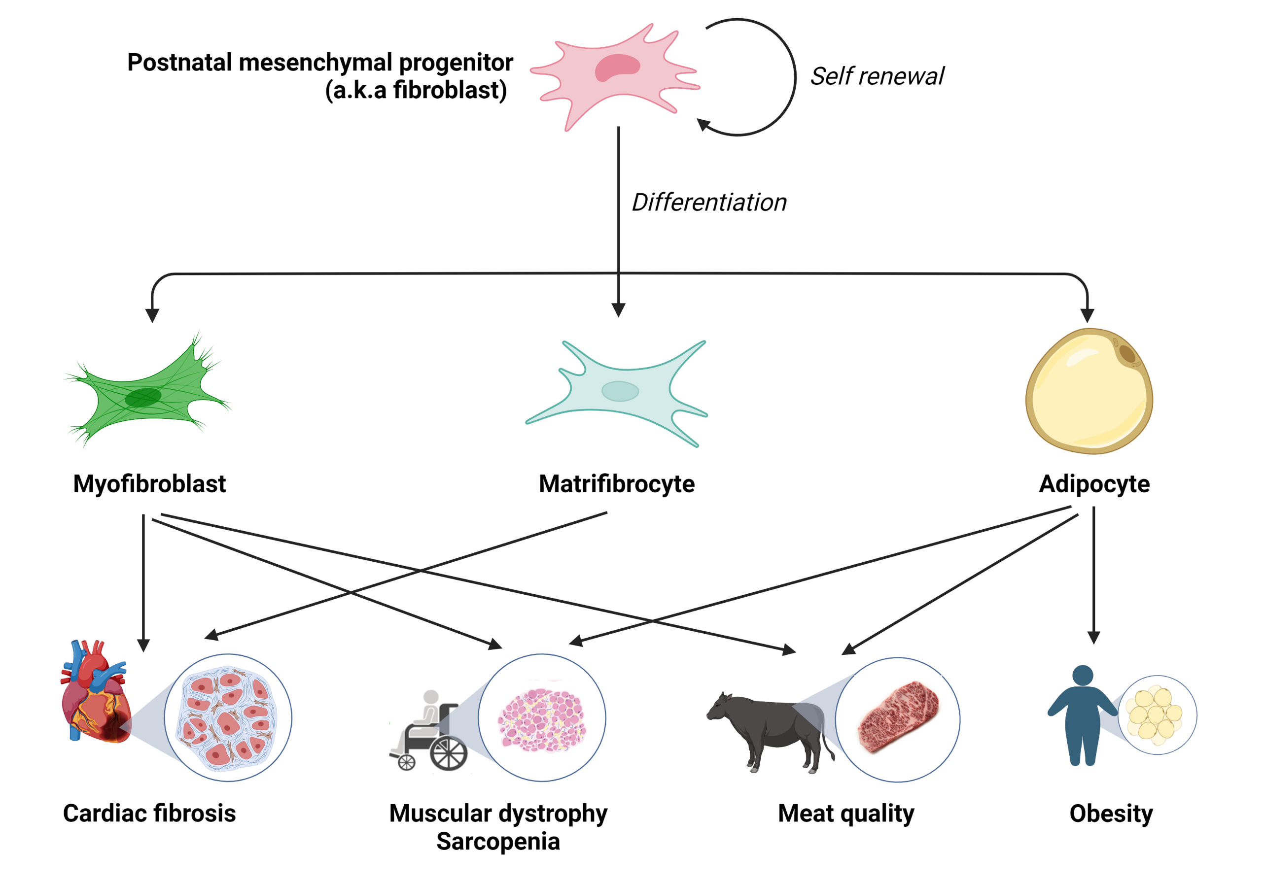 Illustration of fibroblast 