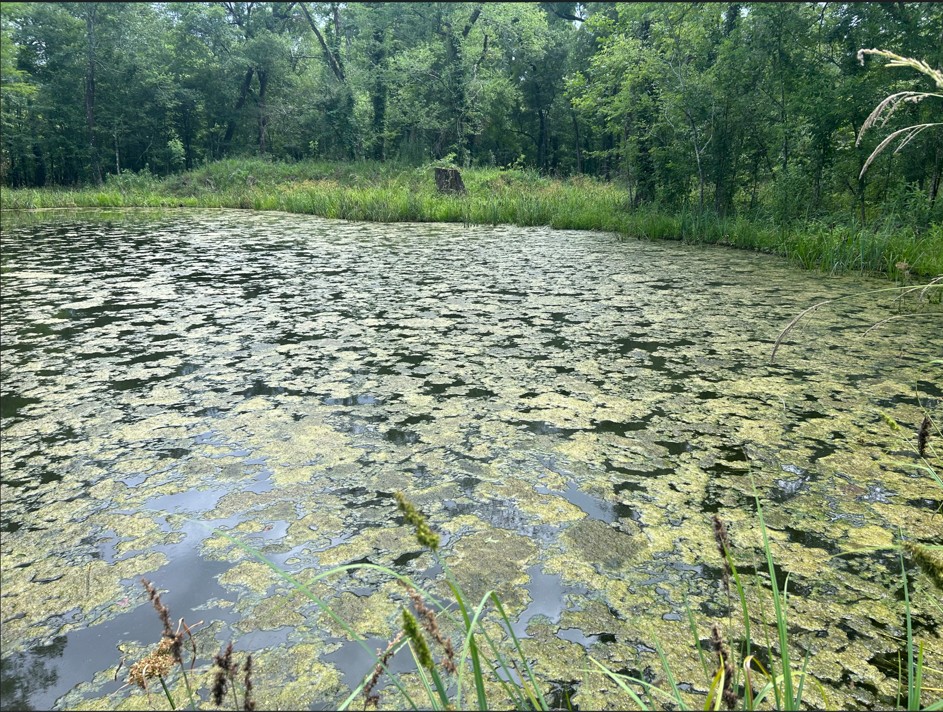 algae in pond