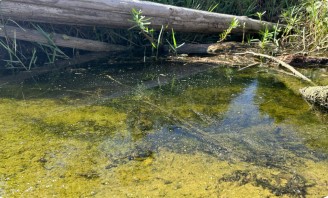 stagnant water