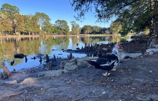 muscovy duck near pond