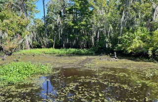 picture of swamp