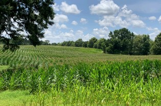 corn growing in fields