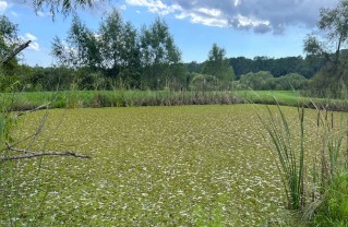 pond with floating vegetation