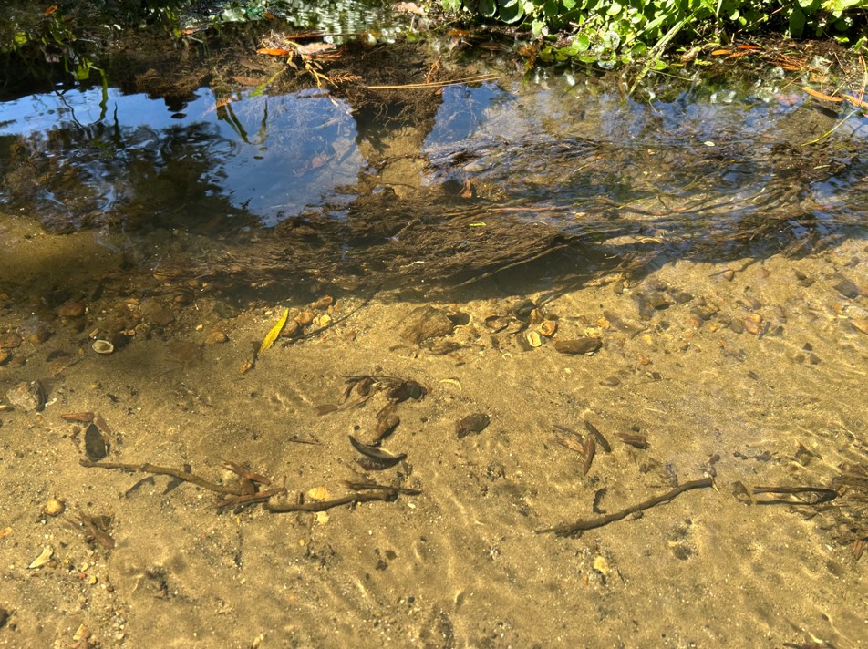 clear stream with grass