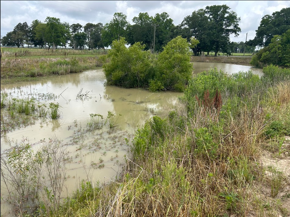 pond with muddy water