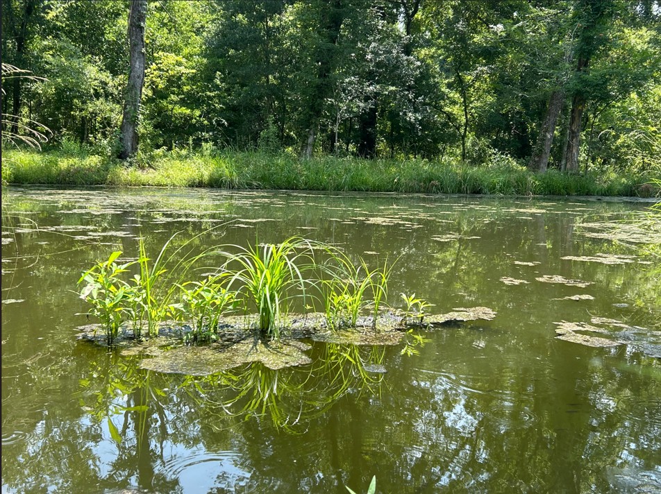 floating grass in pond