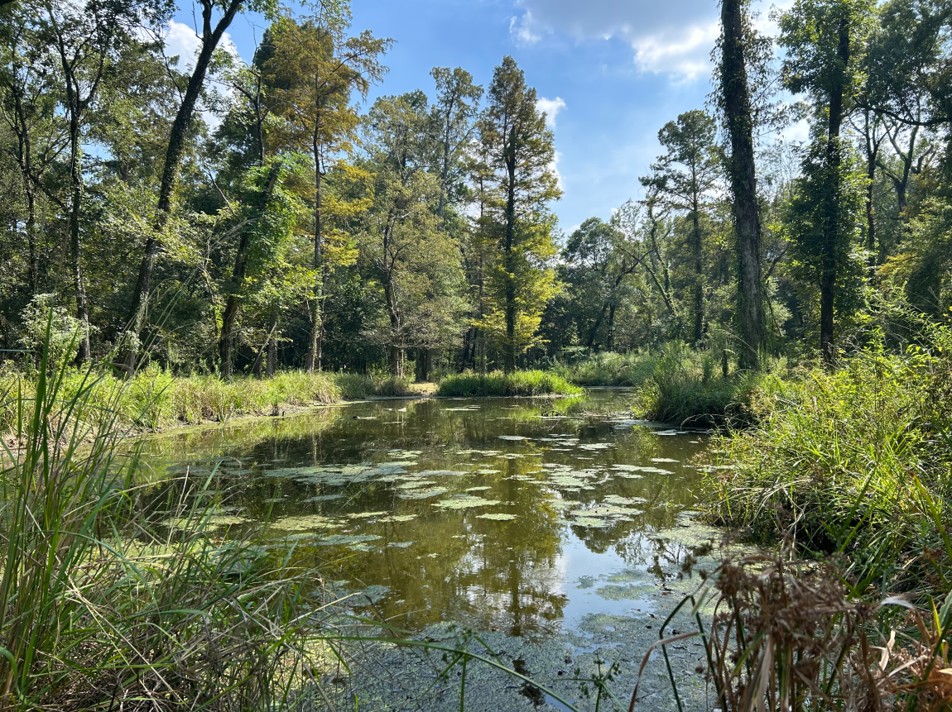 pond with cypress trees