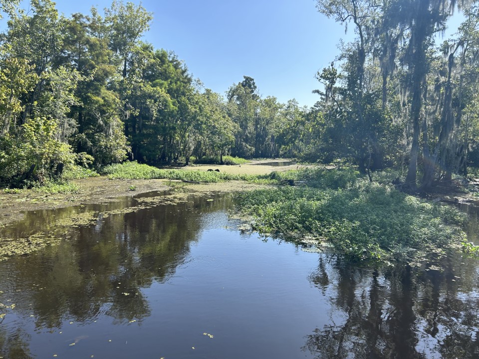 swamp picture from boat