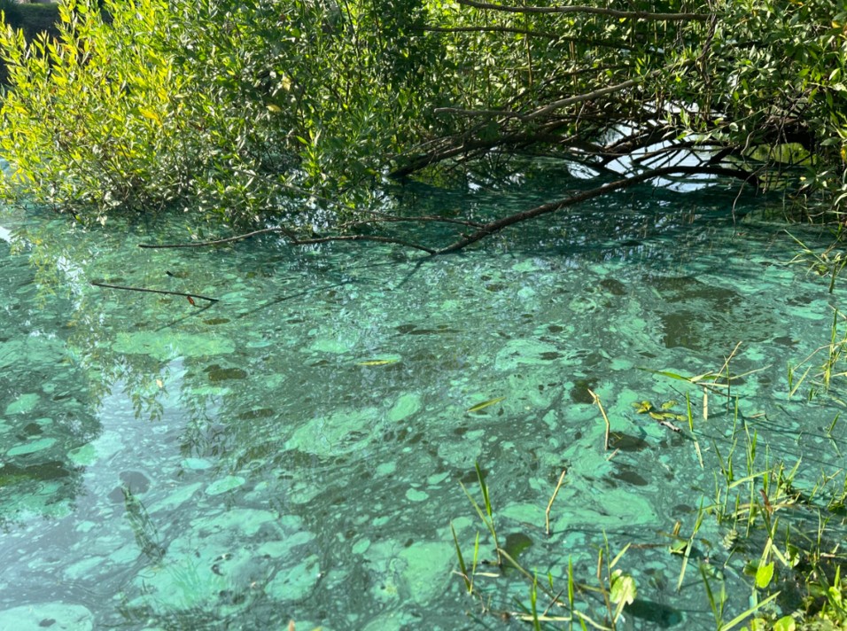 pond algae