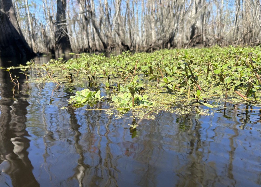 floating plants