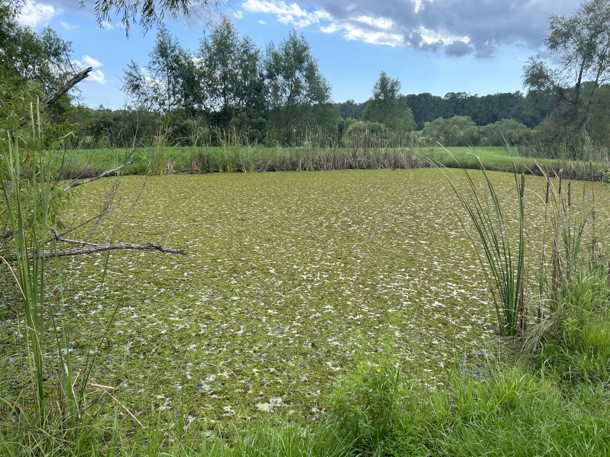 pond with floating vegetation