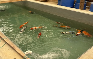 koi fish in pond
