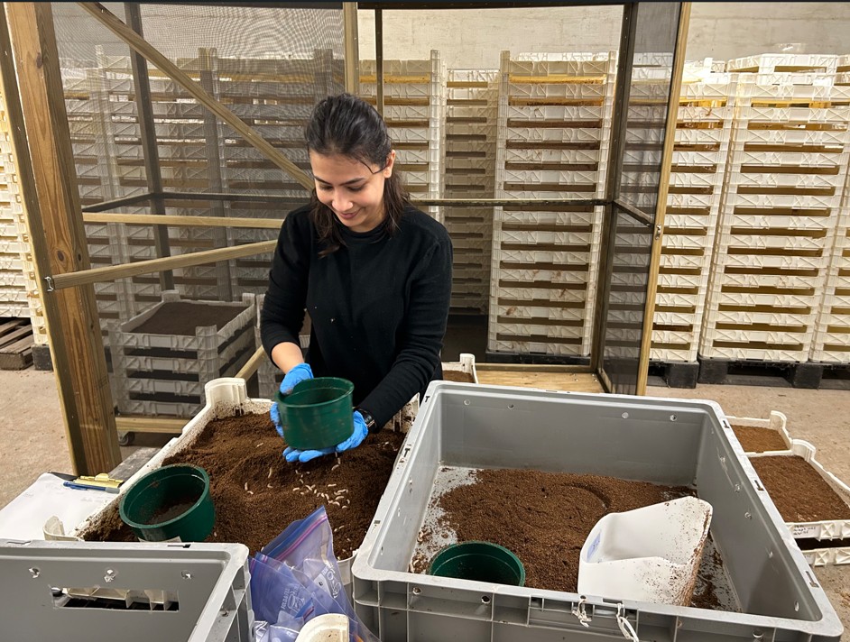 Shristi sifting samples